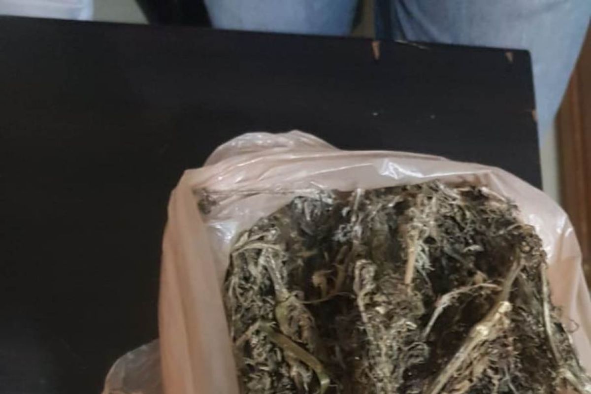 Polisi Binjai ringkus pemilik 1.600 gram ganja