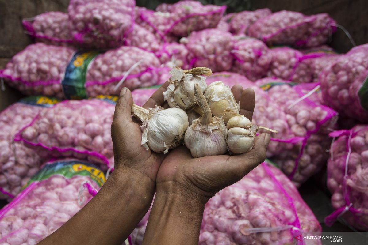 "Si Amoi" bawang putih yang bikin heboh