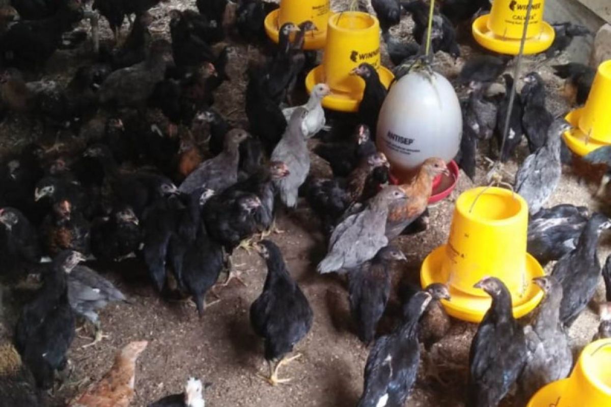 Peternak ayam kampung keluhkan penyakit unggas  musim pancaroba
