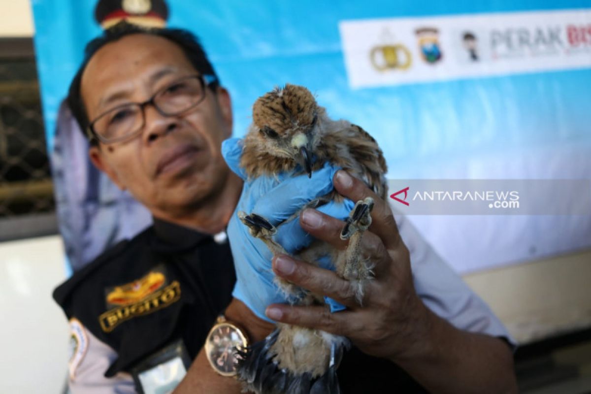 Polisi Surabaya  sita  ratusan satwa dilindungi dari atas kapal motor