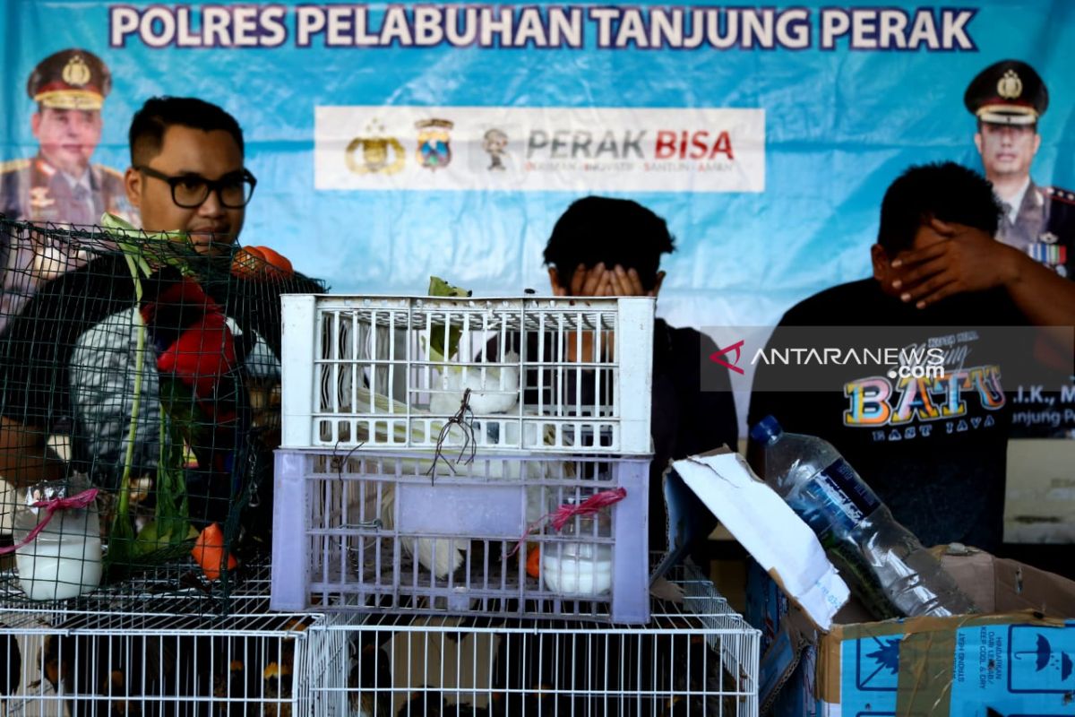 Polisi Surabaya ungkap penyelundupan ratusan satwa dilindungi