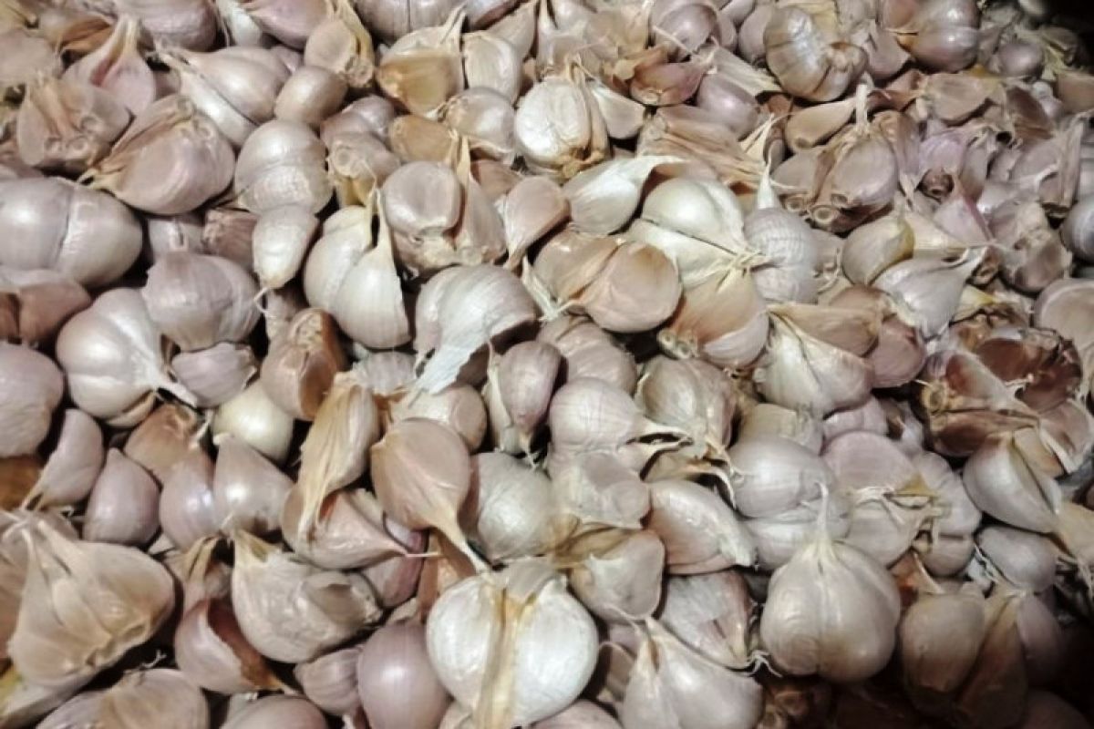 Harga bawang putih di pasar Biak naik tinggi