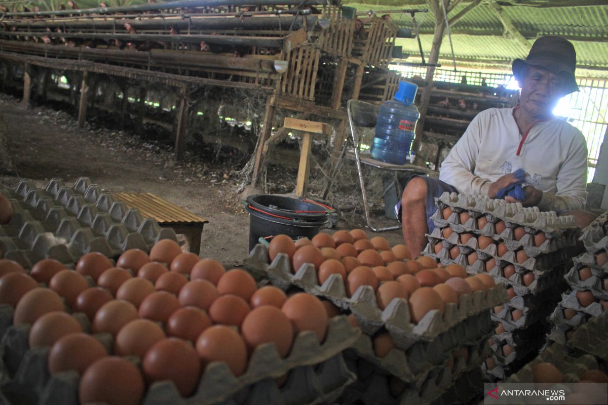 Harga telur ayam di Gorontalo turun menjelang Idul Fitri