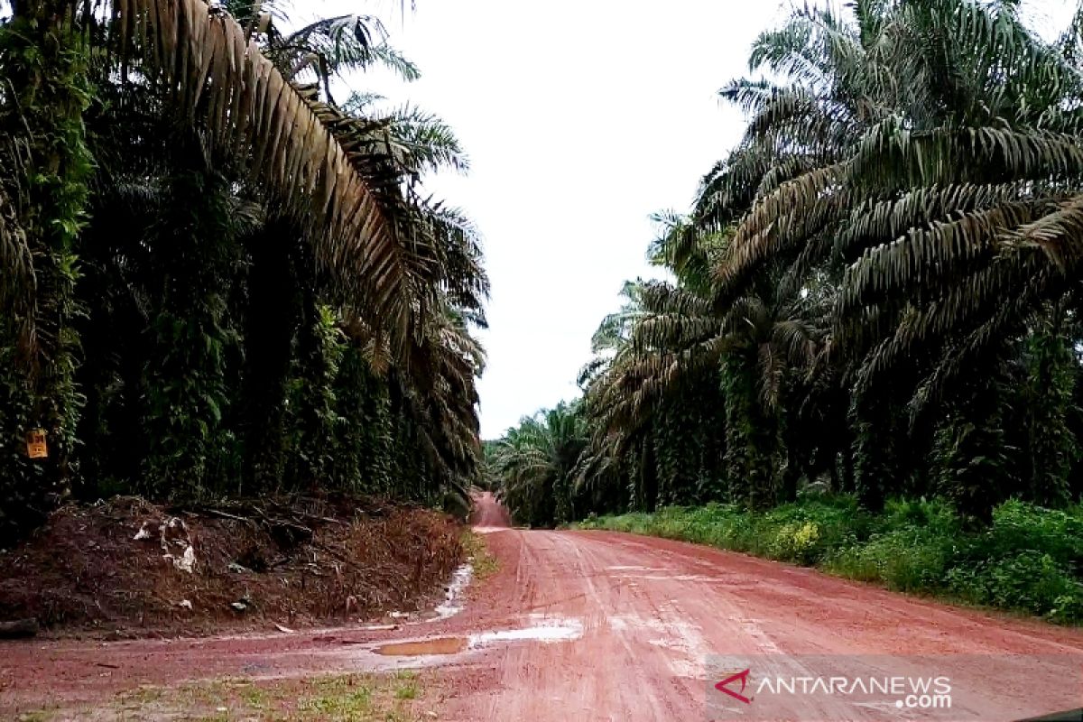 Petani di kawasan penyangga pangan Kotim mulai beralih ke sawit