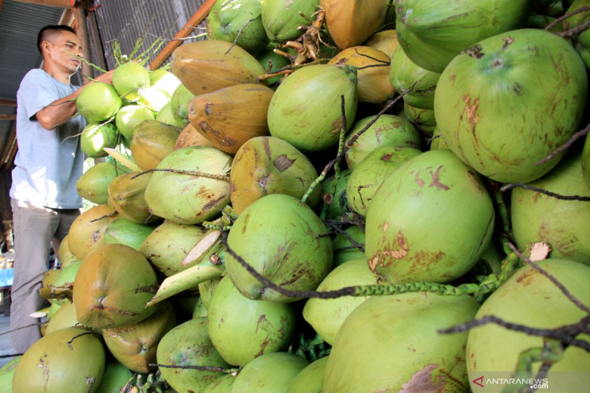 Campuran air kelapa, jeruk nipis, dan garam dapat obati COVID-19? Ini faktanya