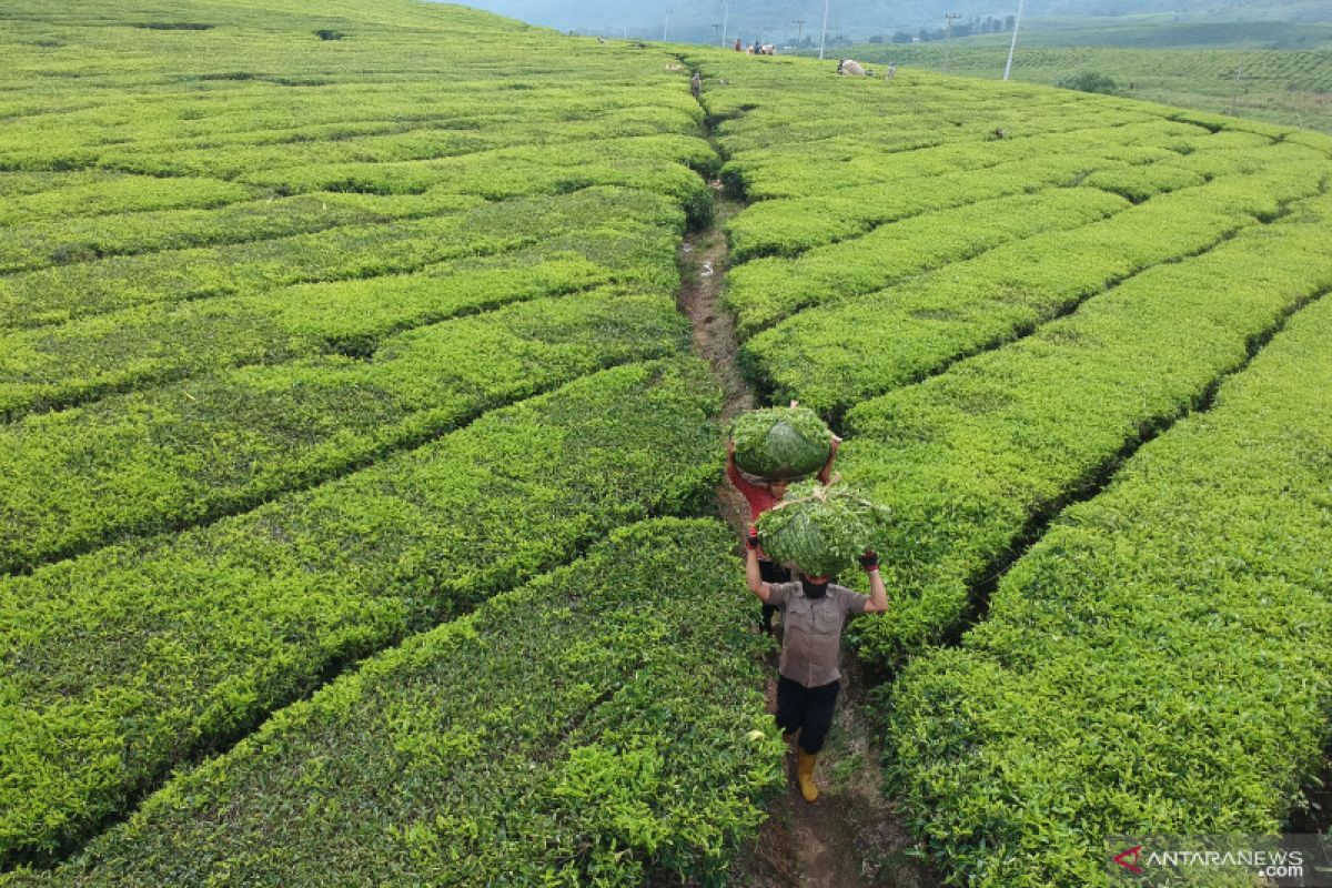 Ekspor teh Indonesia berpeluang meningkat di saat perang dagang