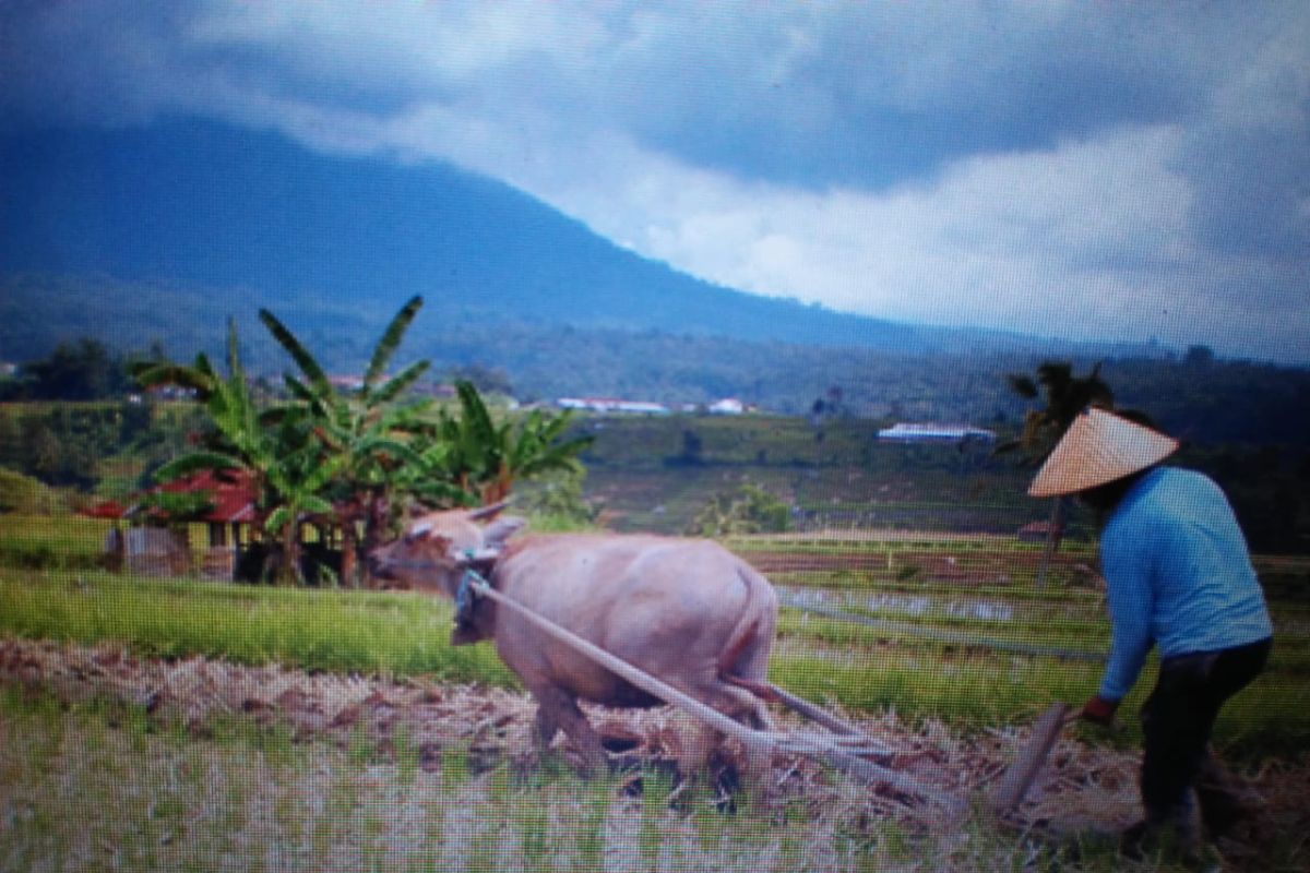 BPS : NTP Lampung turun 1,17 persen