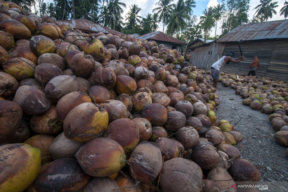 Apeksu : Terbukanya Jalur Bitung-Davao  untungkan petani