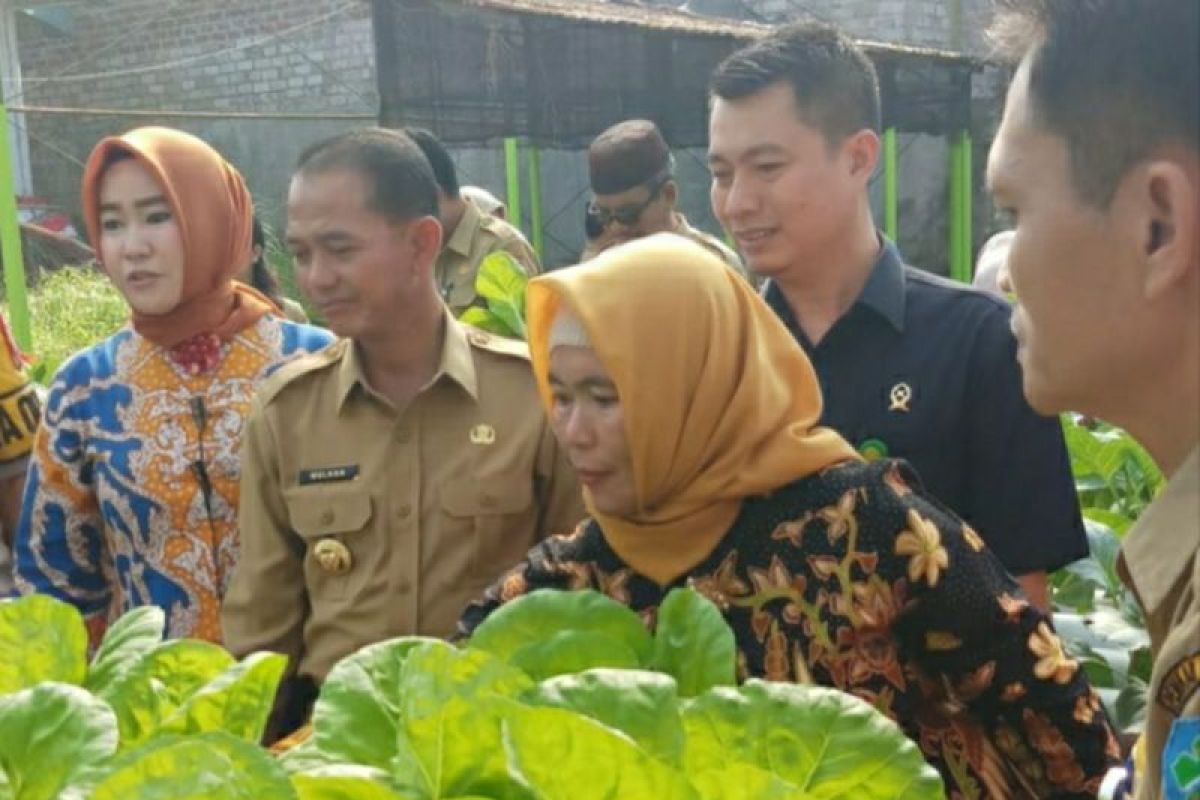 Bupati-Kapolres Bangka panen perdana sayur hidroponik