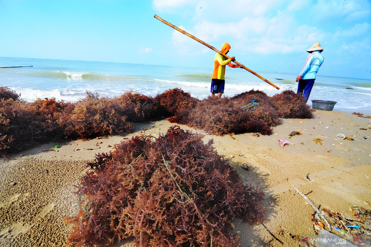 Sentra produksi rumput laut diperkuat untuk ekspor berkelanjutan