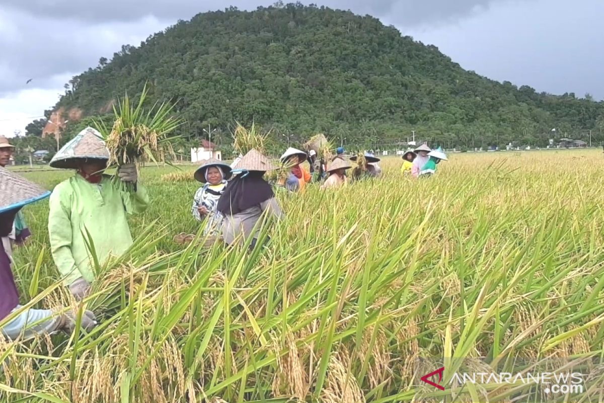 Petani OKI  pasok 50 ton beras saat panen raya