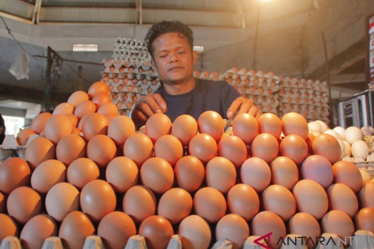 Harga telur ayam melonjak naik menjadi Rp55.000/rak