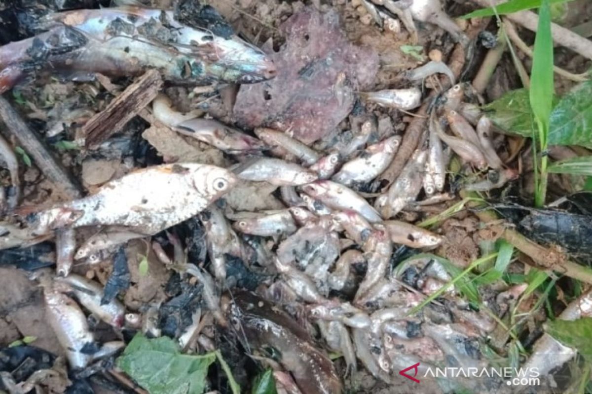 DLHK Aceh Barat periksa penyebab kematian ikan di aliran  Sungai Bubon