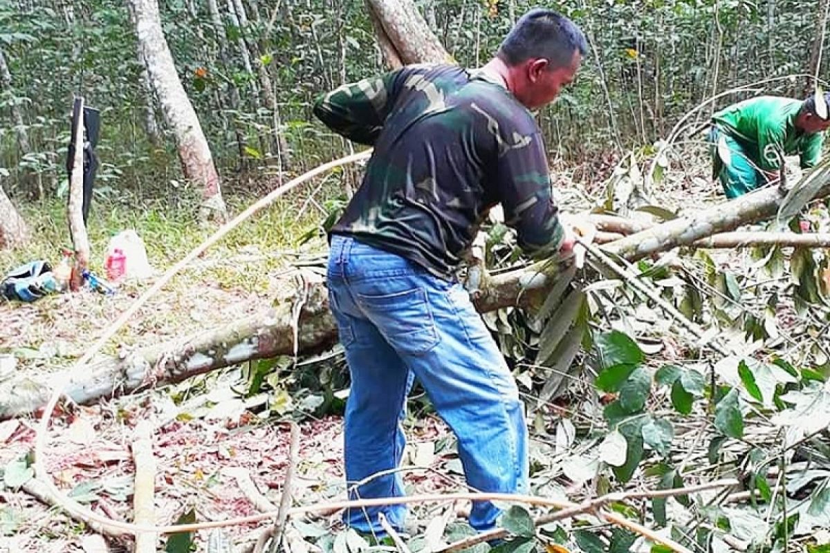 BRIN konservasi rotan manau Indonesia