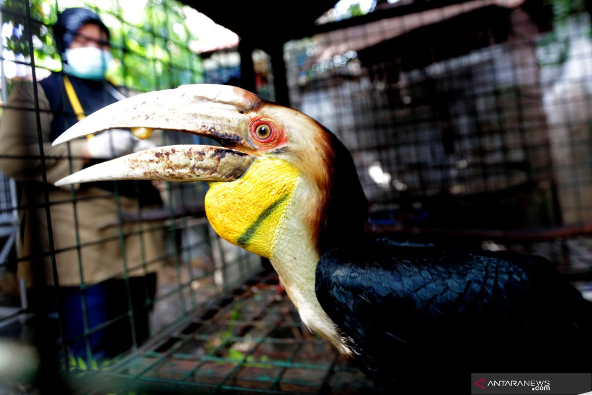 Peneliti burung Rangkong terima penghargaan Whitley Award 2020 dari Inggris