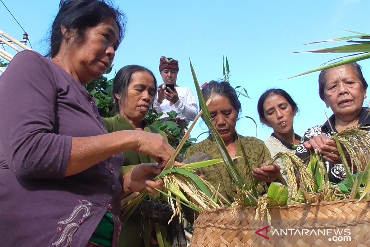 Jelang panen padi gaga, Warga Buleleng adakan ritual "Ngetus"