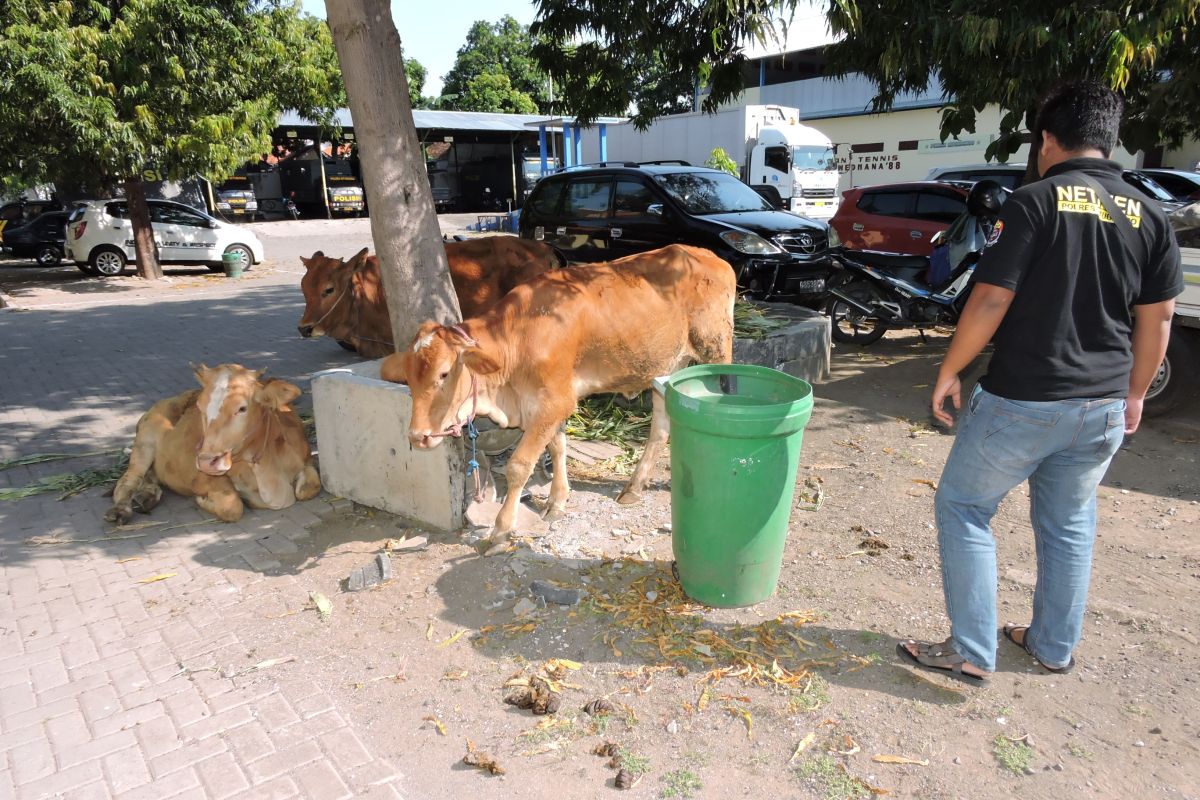 Polres Situbondo tembak enam pencuri sapi