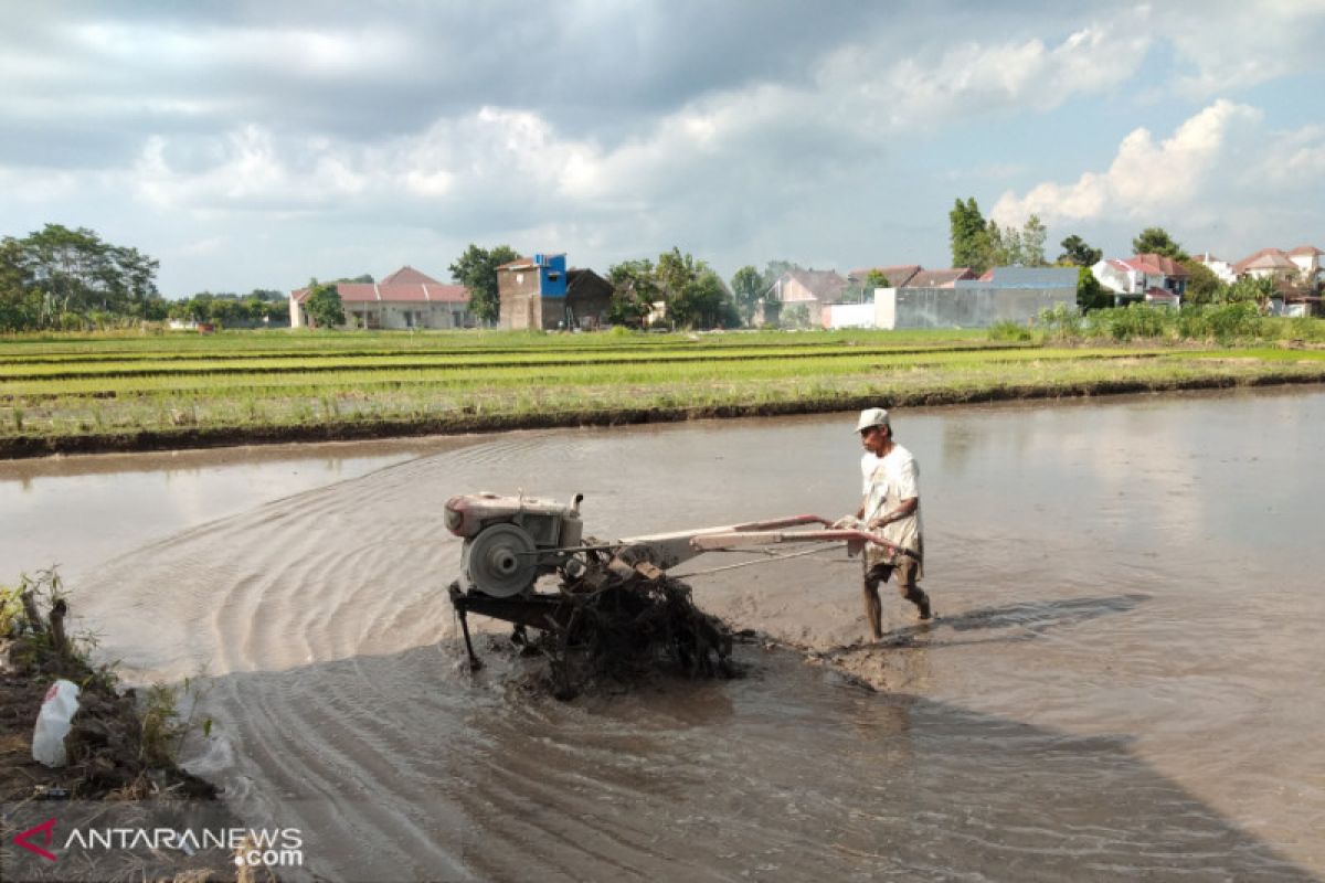 Dinas : Leptospirosis rawan serang petani