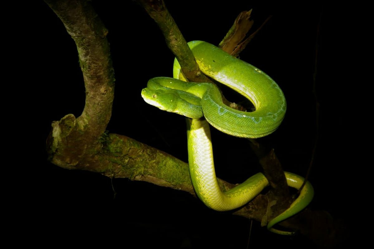 Ular hijau Papua digemari wisatawan pencinta reptil