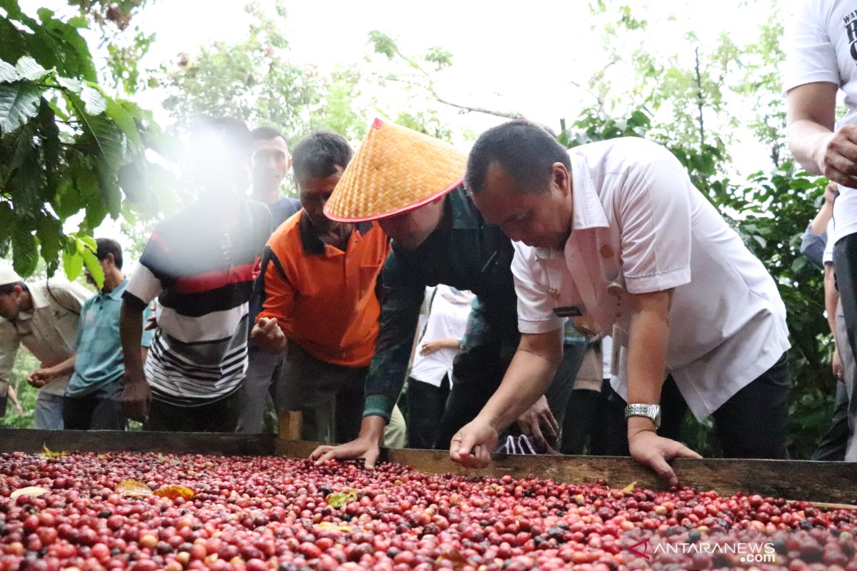 Edward apresiasi panen raya kopi koperasi KMS