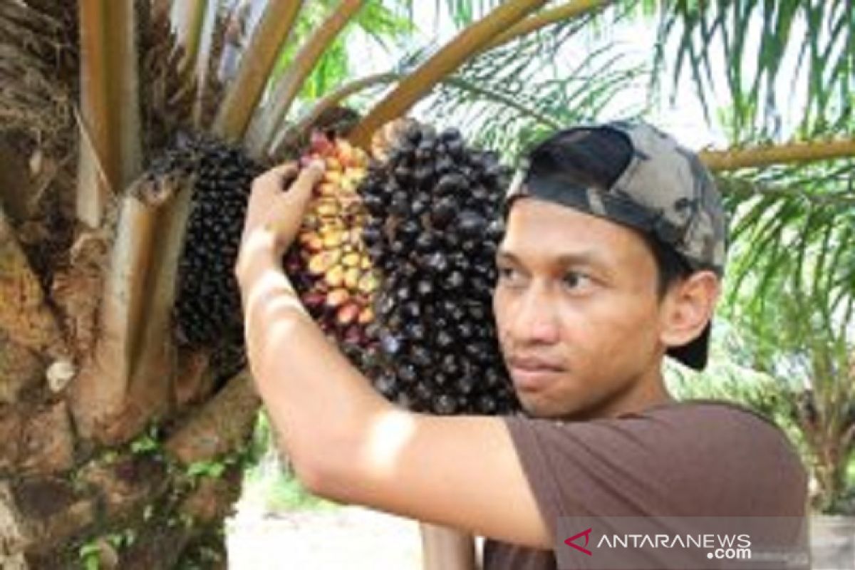 Harga tandan buah segar sawit Riau turun Rp52,93