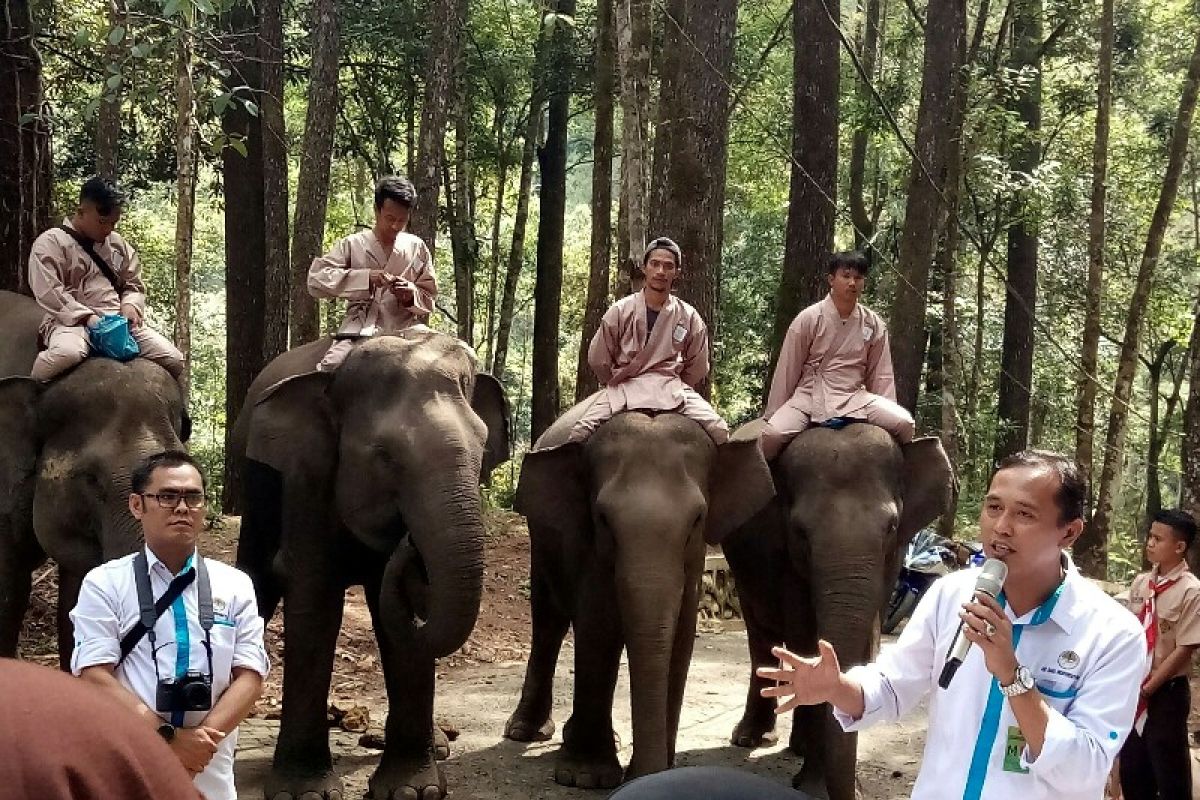 Gajah di ANECC Simalungun bisa berhitung dan main sepak bola