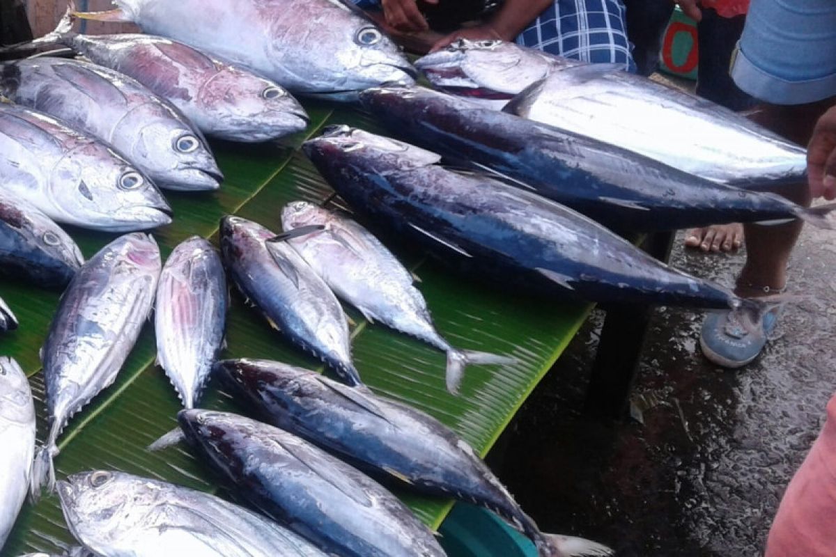 Harga ikan cakalang segar di sejumlah pasar Ambon naik