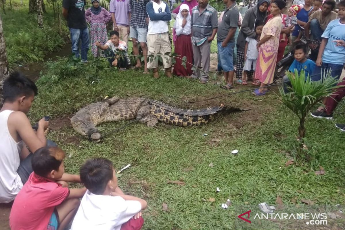 Warga Agam ikat kaki dan mulut buaya karena memangsa ternak