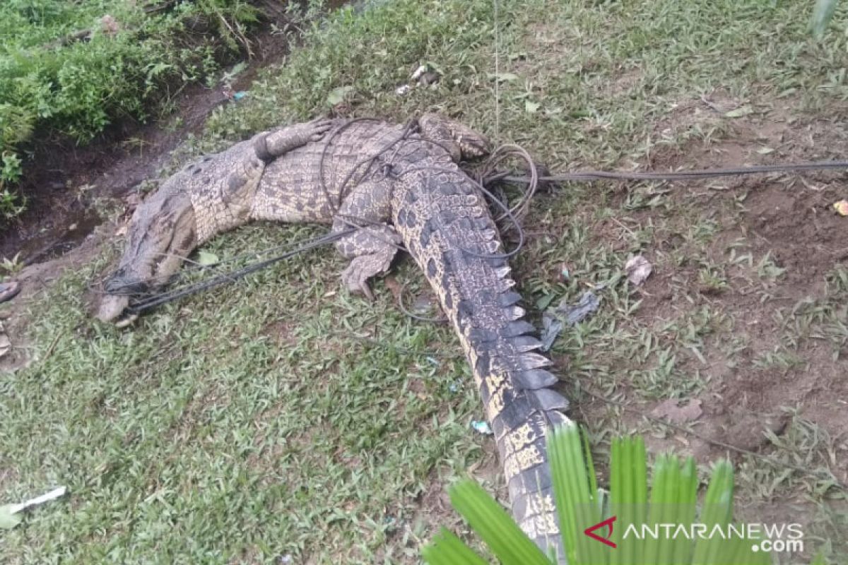 Polisi Malaysia amankan ratusan buaya hidup selundupan