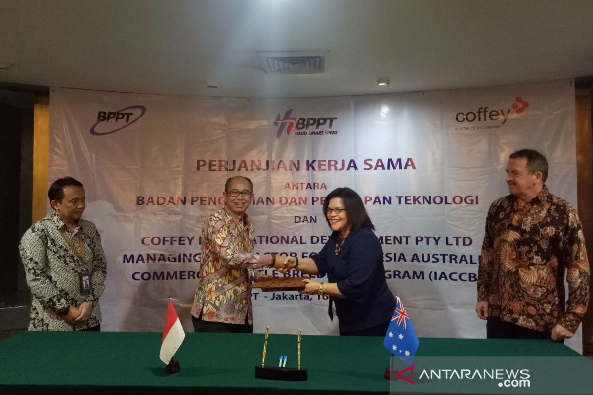 Indonesia's BPPT cooperates with Australian firm for cattle breeding