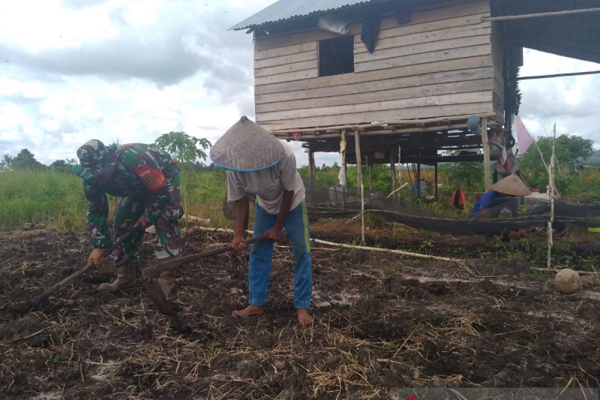 Babinsa 413-06 Sungailiat monitoring petani garap sawah di Desa Bukit Layang