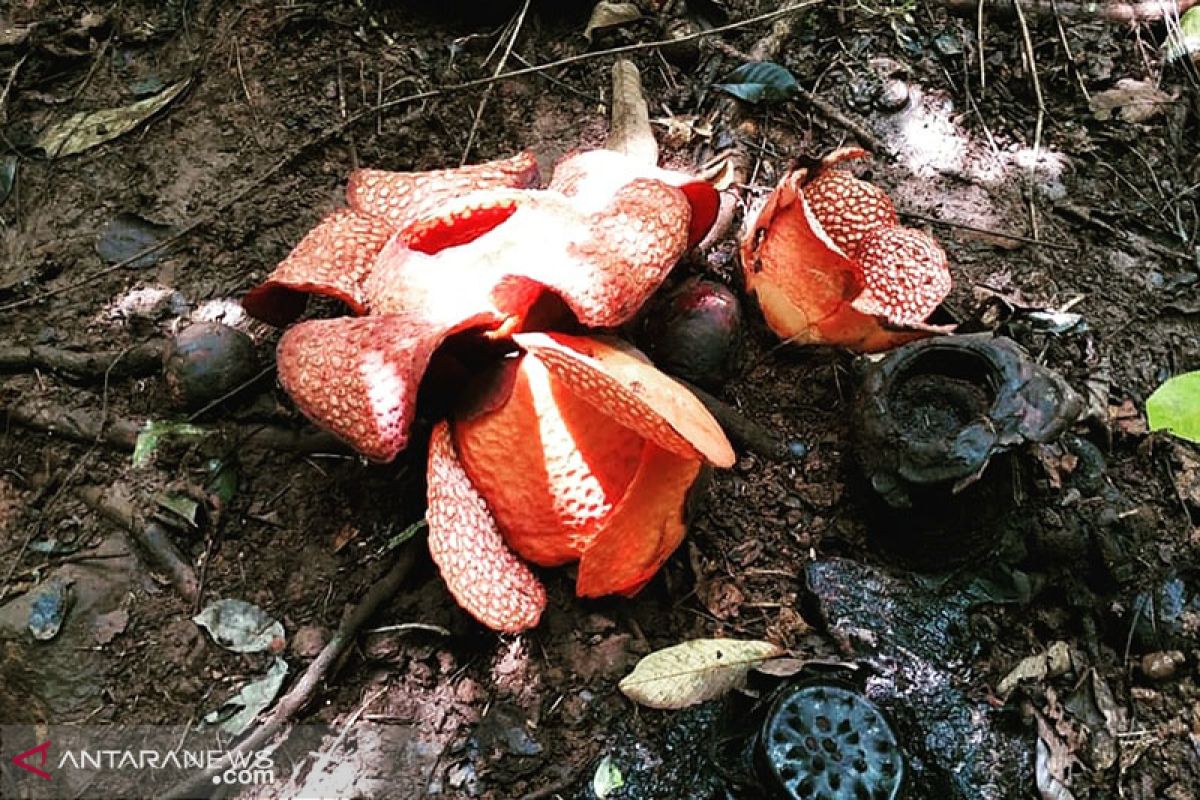 Bunga rafflesia ikut tersapu banjir Bengkulu Tengah