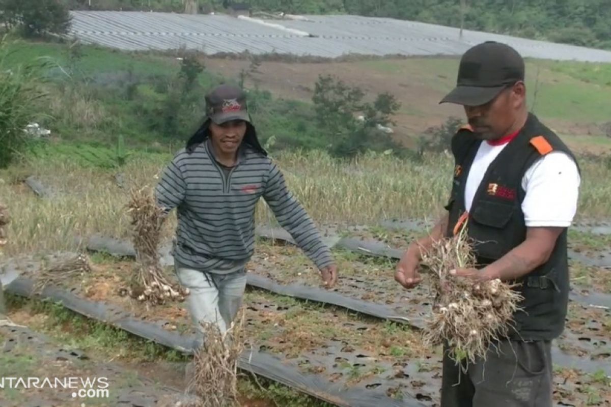 Wow, produksi bawang putih Sukabumi melebihi target nasional