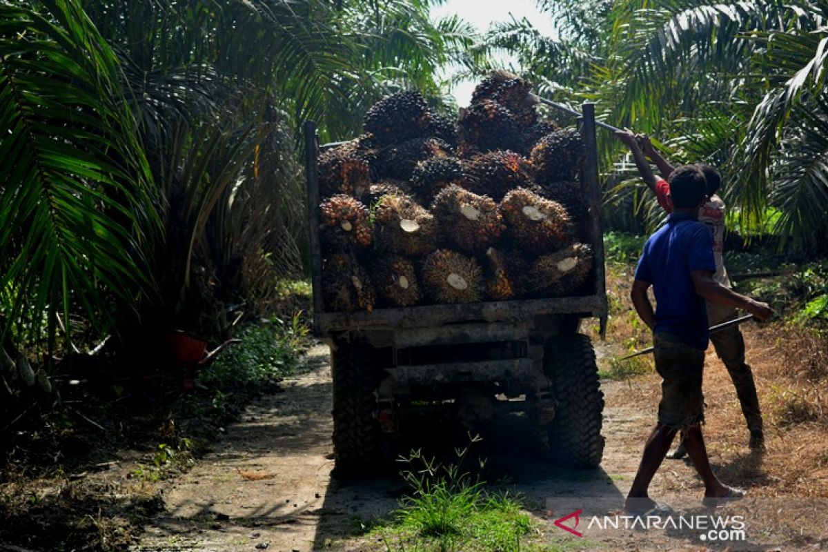 Petani Abdya keluhkan harga sawit turun tiap Ramadhan