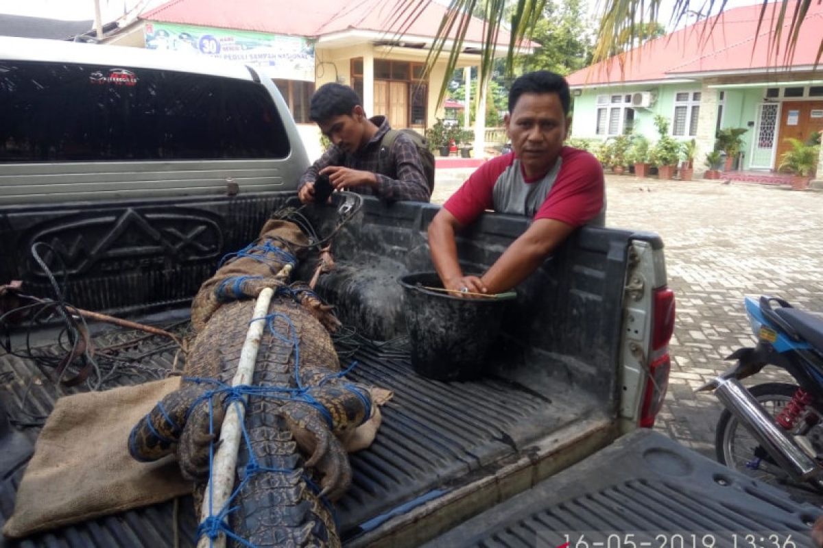 BKSDA Agam lepasliarkan buaya muara tangkapan warga