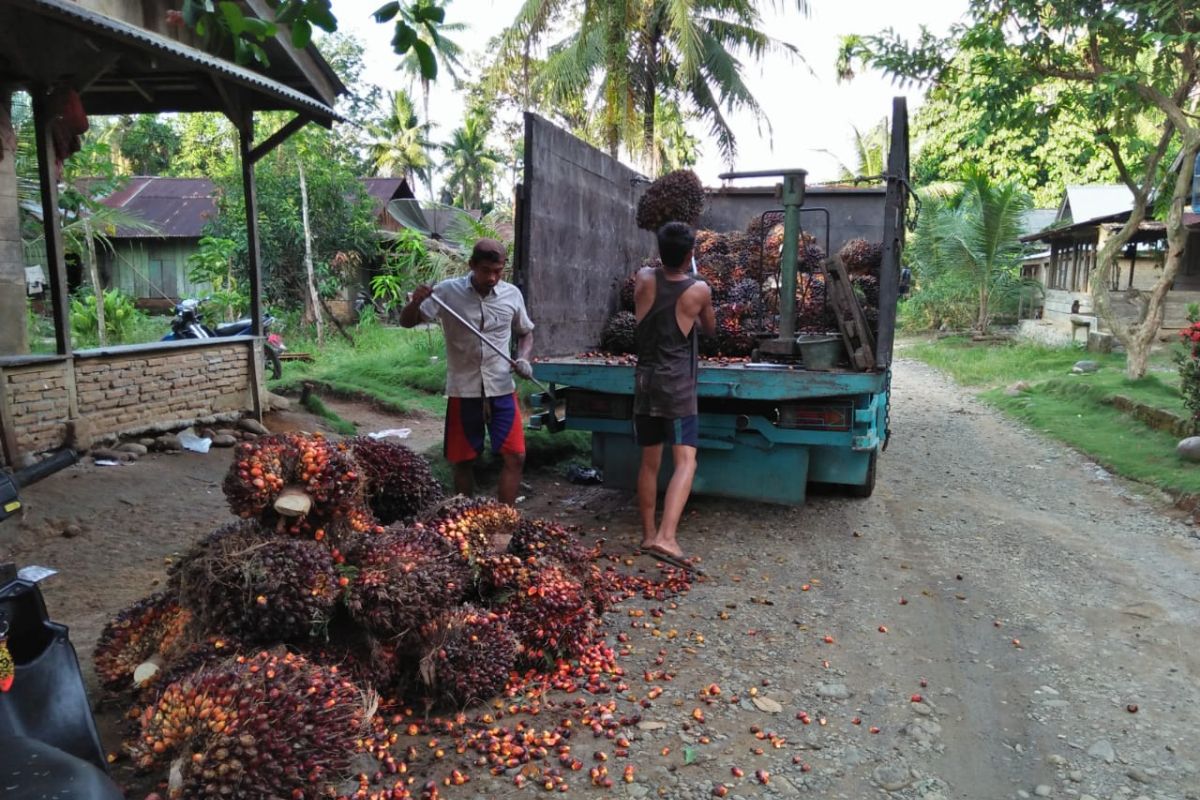 Petani Mukomuko keluhkan penurunan harga TBS sawit tanpa sebab selama Ramadhan