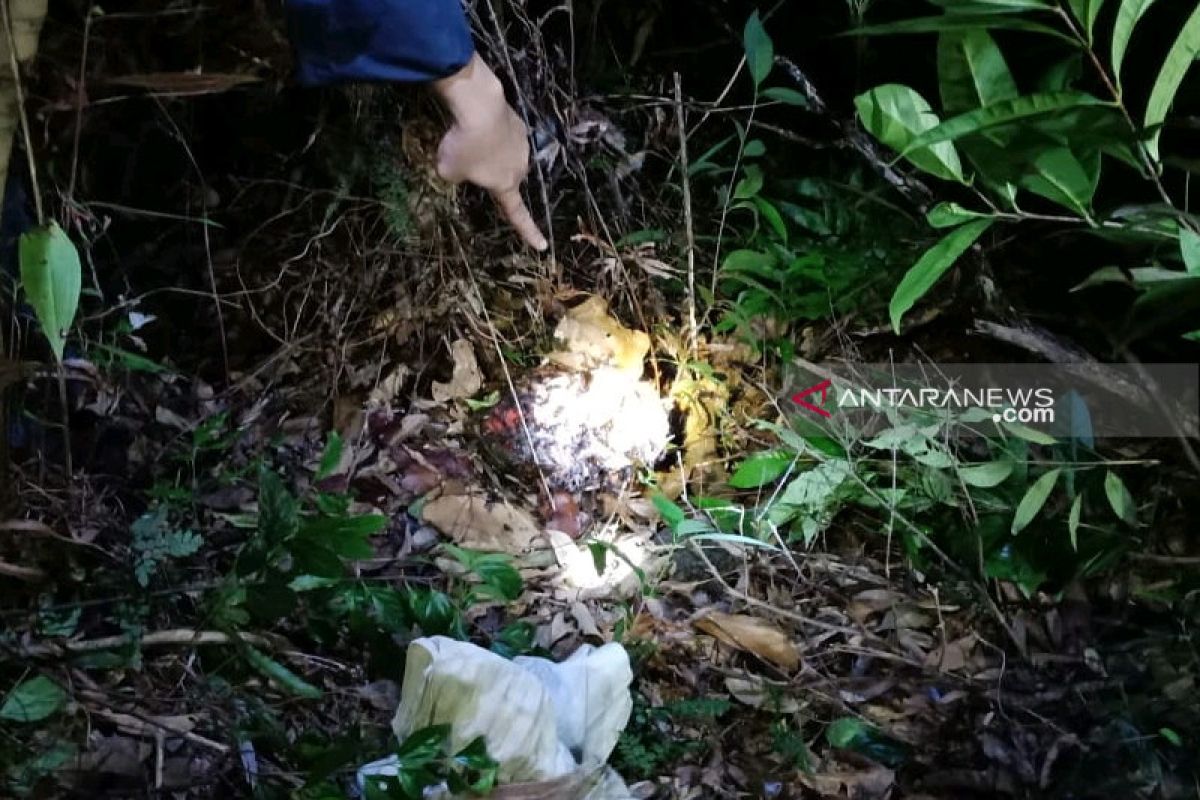 Seorang warga diduga tewas diterkam harimau di kebun