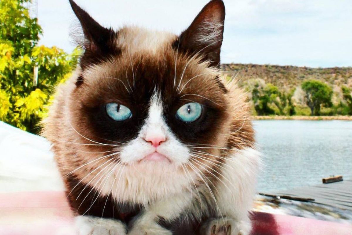 Grumpy Cat, kucing selebgram mati karena komplikasi