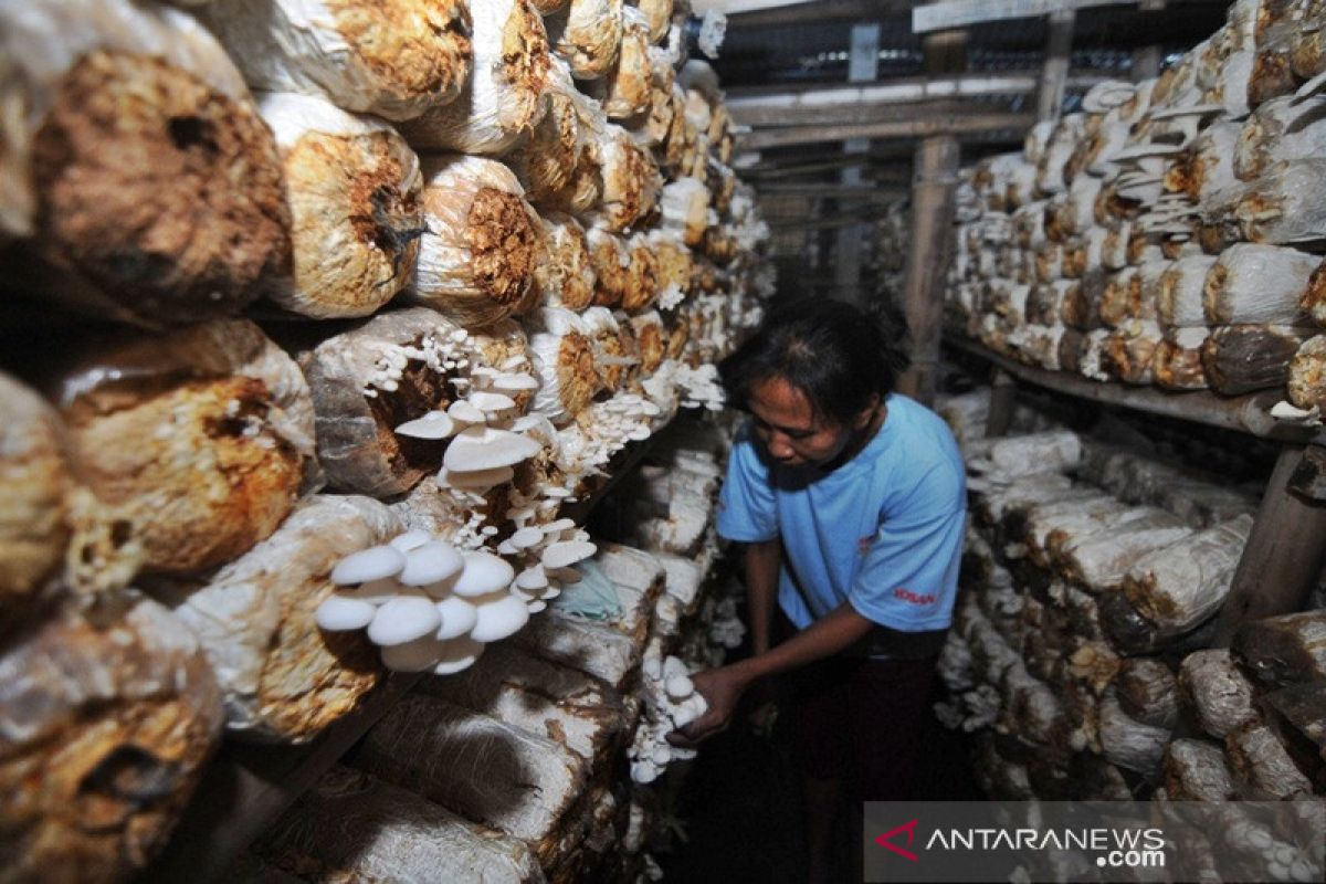 Petani jamur Boyolali kewalahan penuhi permintaan menjelang Lebaran