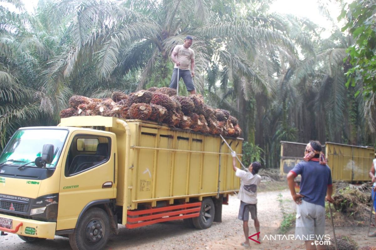 Harga TBS sawit di Mukomuko naik Rp30/kilogram