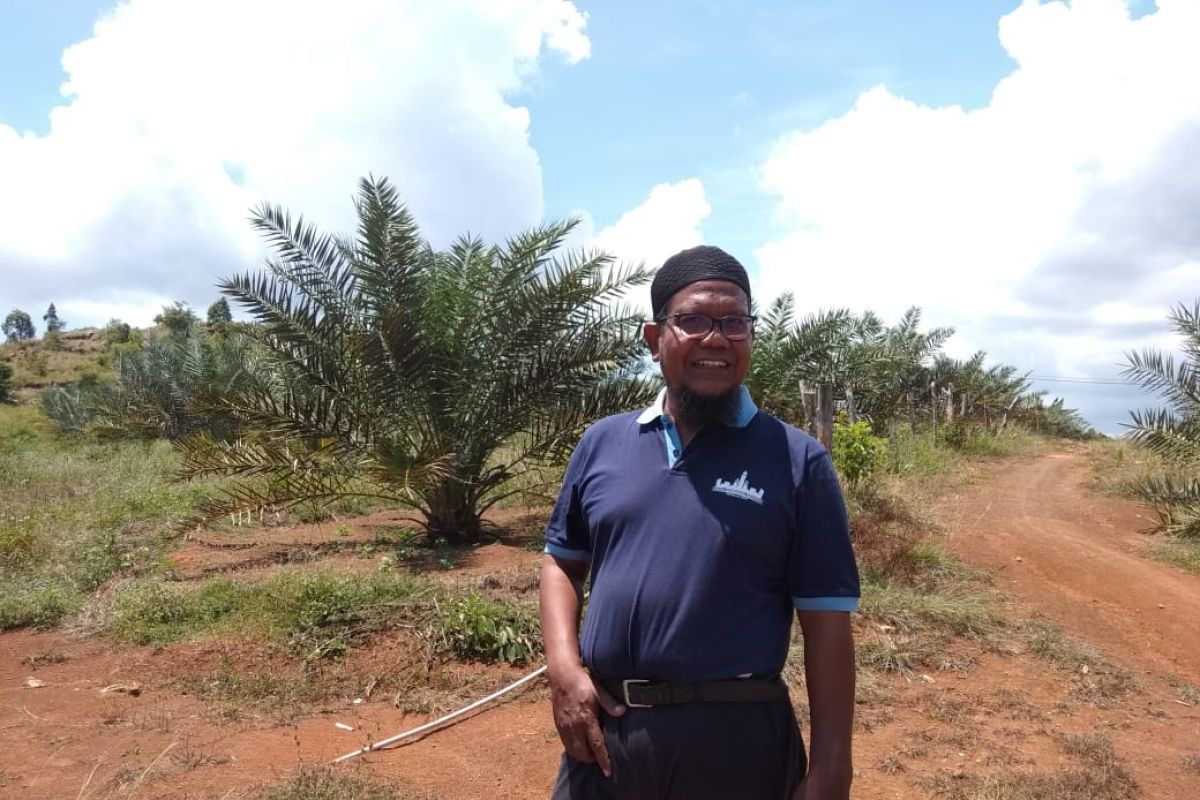 Ratusan hektare lahan tandus ditanami 7.000 batang kurma di Aceh