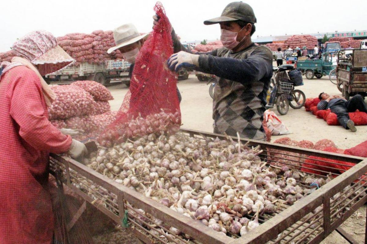 China selenggarakan pameran bawang putih di sentra produksi