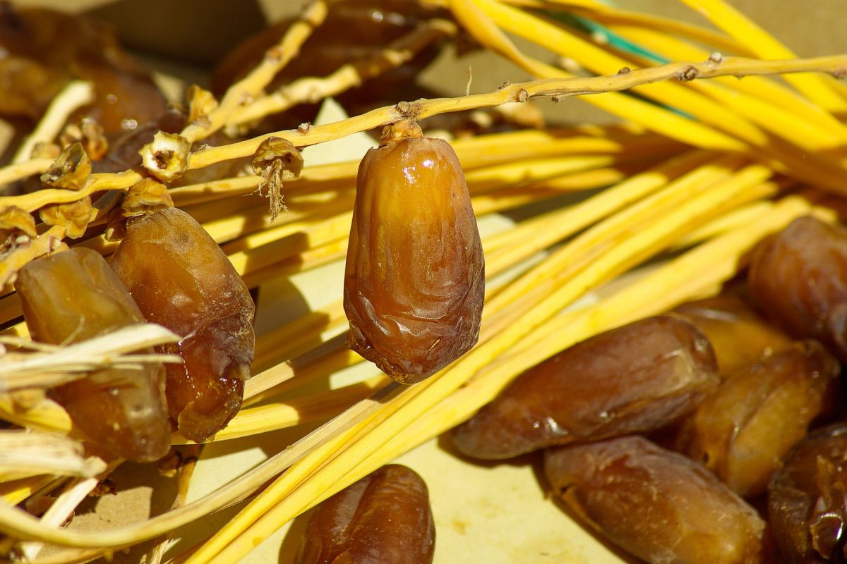 Jelang Ramadhan, kurma 