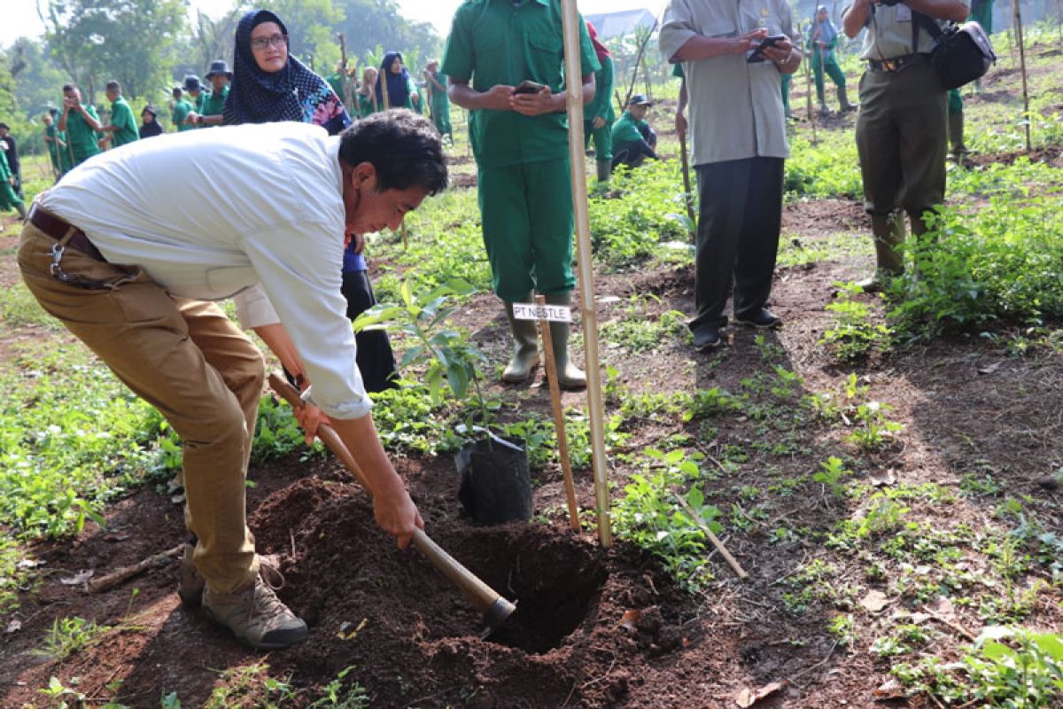 Polbangtan Bogor adakan Teaching Farm Demoplot Coffee Intercropping