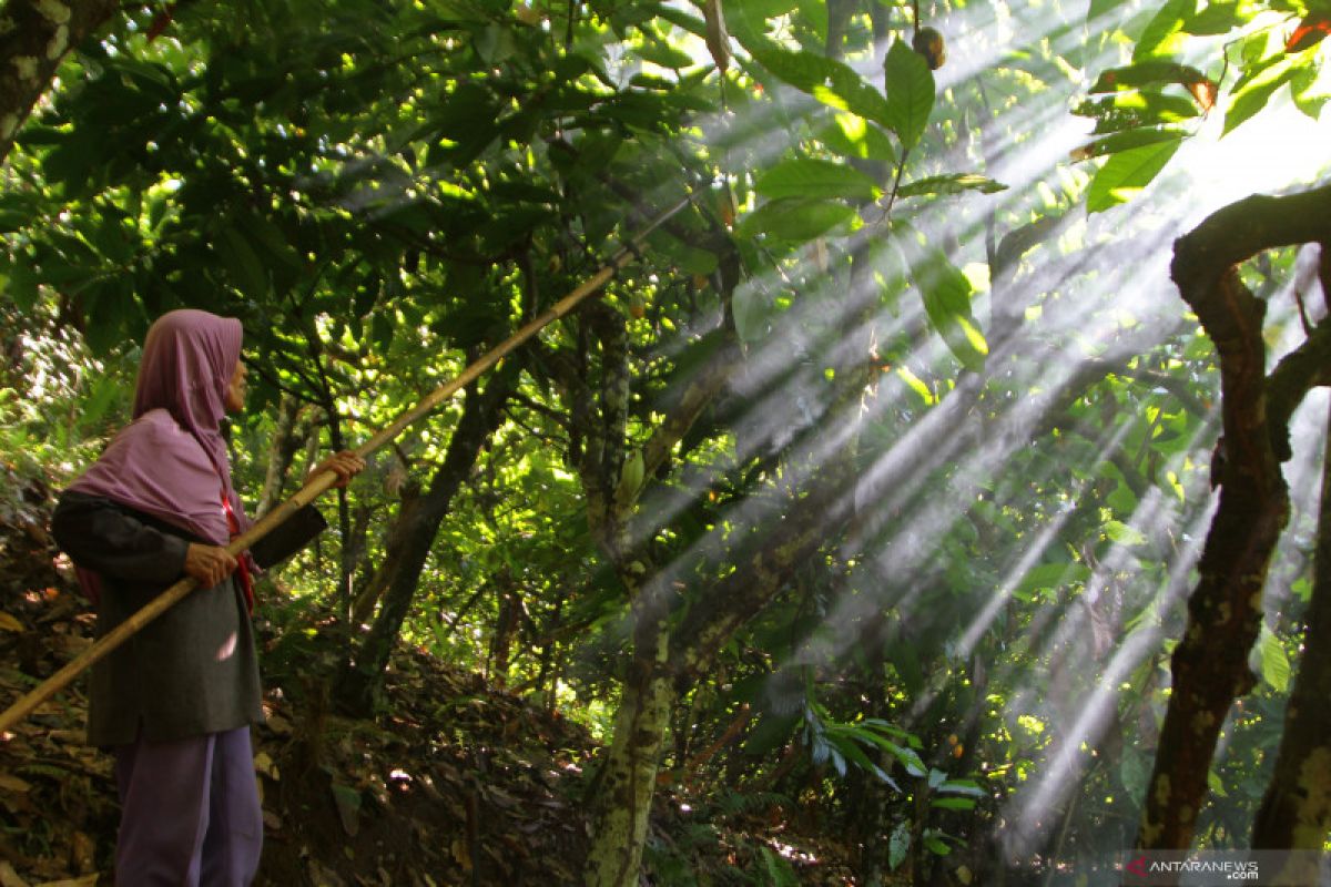 Petani lokal butuh kebijakan penjaminan akses pasar