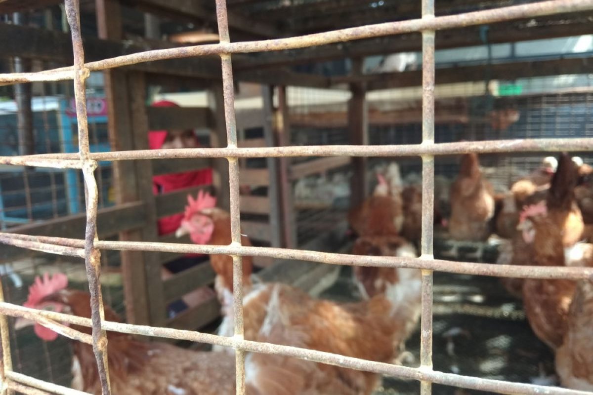 Harga ayam di Palembang bergerak naik jelang Lebaran