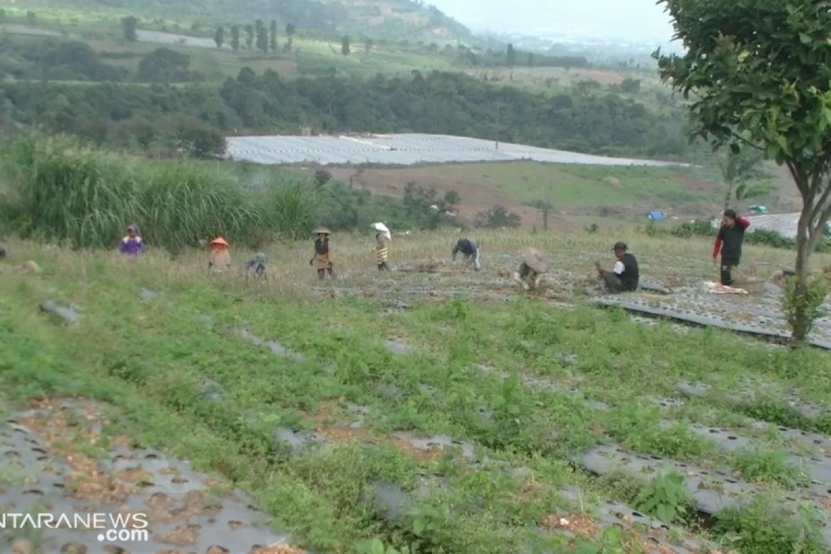 Sukabumi tambah 1.000 hektare lahan pertanian bawang putih