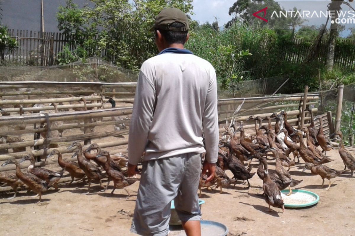 Dana Desa di Rejang Lebong untuk kembangkan potensi lokal