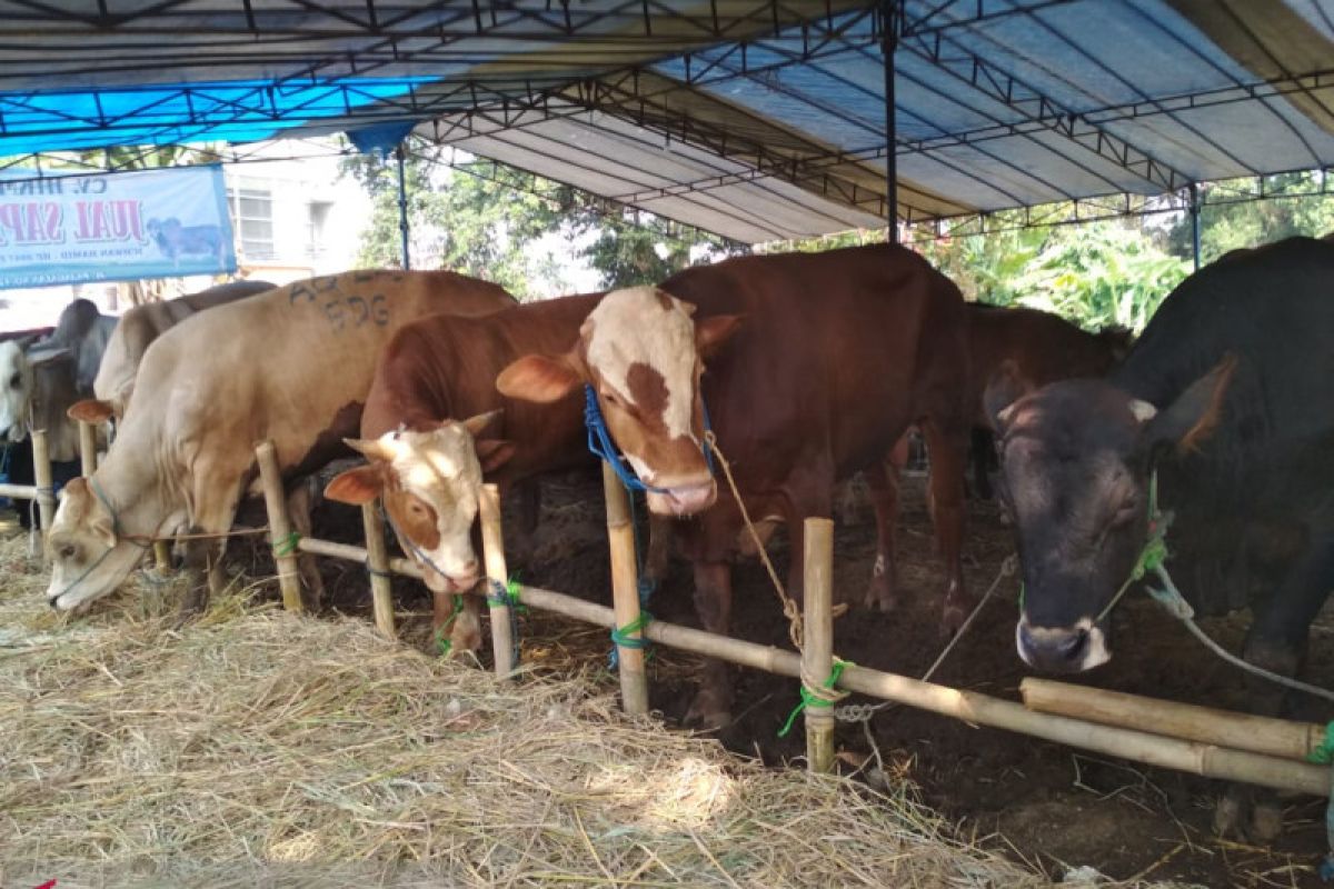 Yogyakarta  ambil sampel antisipasi penyebaran antraks