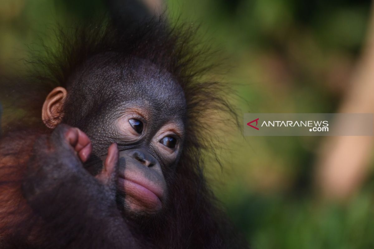 Bayi Nadia tambah populasi Orangutan di Taman Safari Prigen (Video)